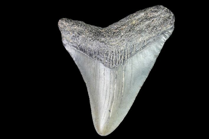 Juvenile Megalodon Tooth - Georgia #83679